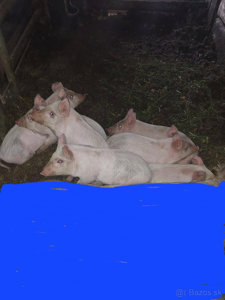 Predám prasata