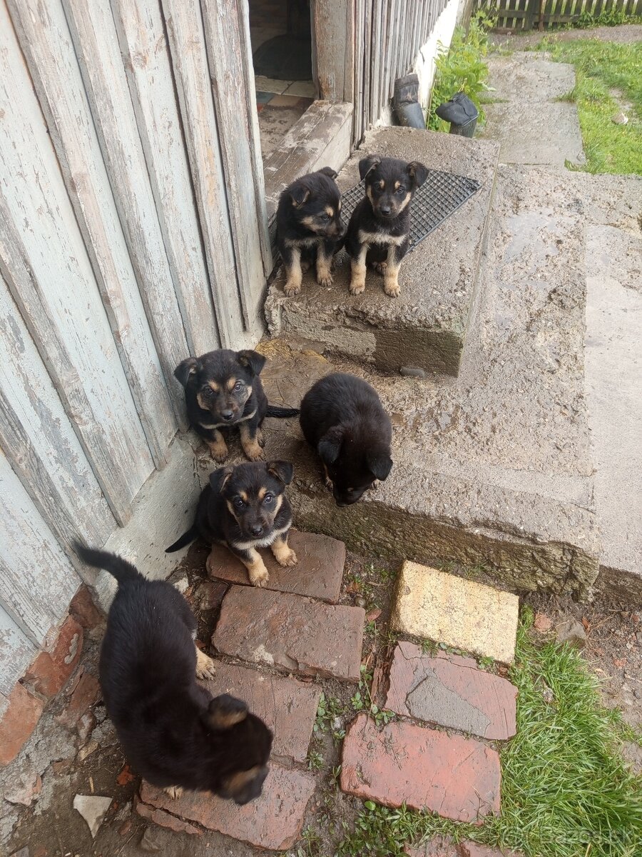 Šteňatá Vlciaka krizenci