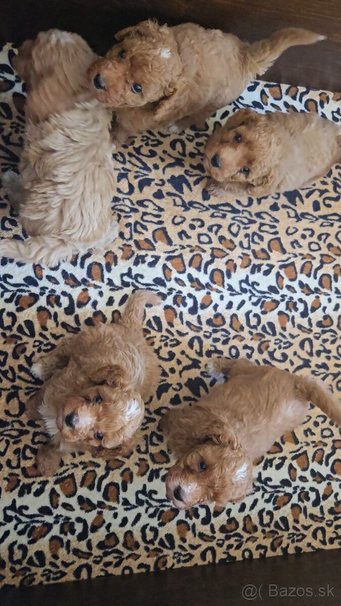 Pudel