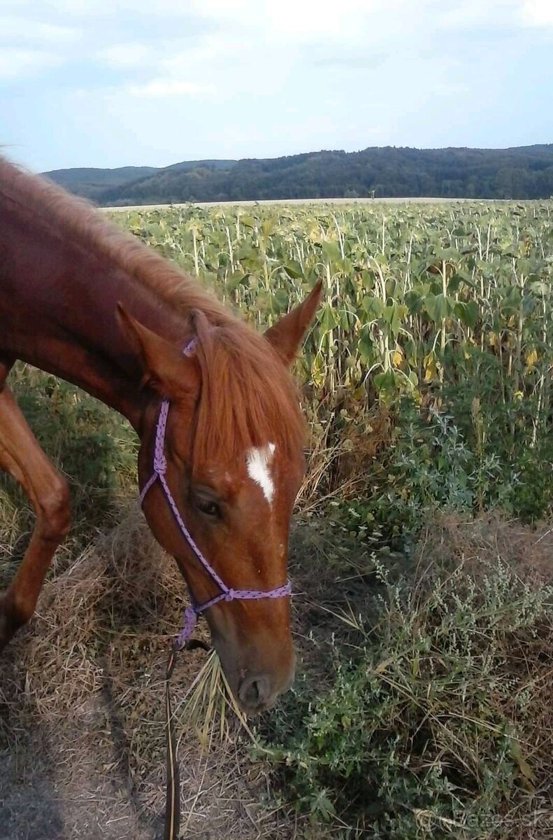 Výpomoc