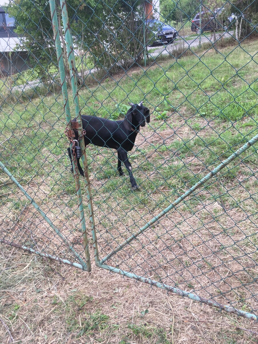 Anglonubijská koza