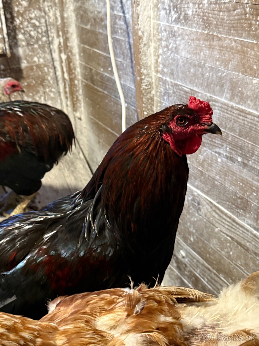 Predam araucana kohutov