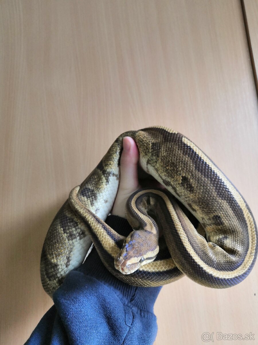 Python regius