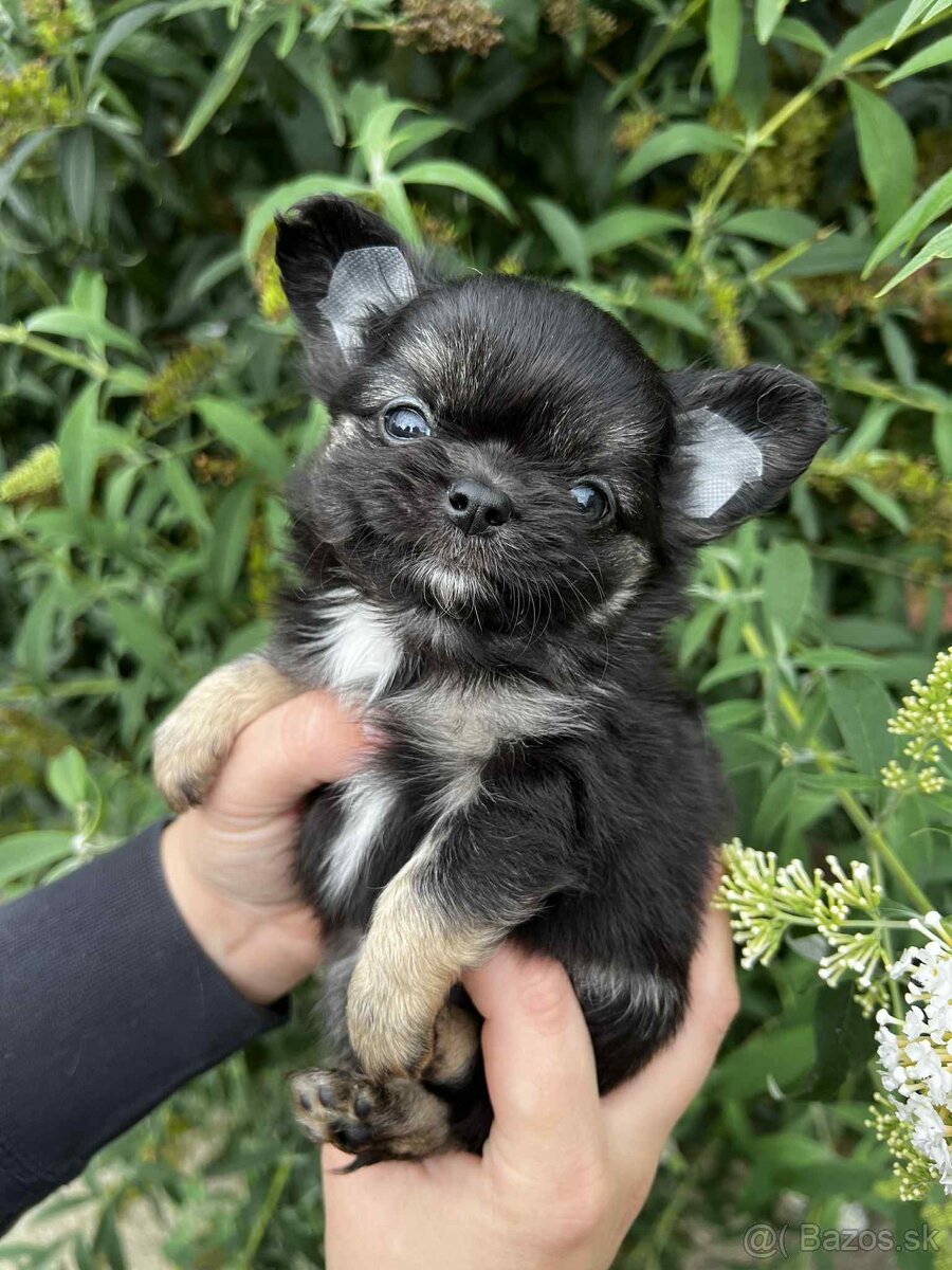 Šteniatko čivava s PP