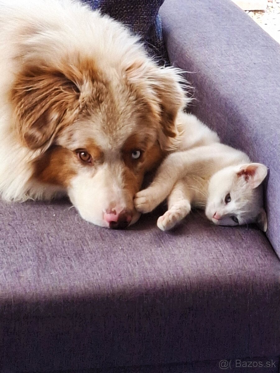 Austrálsky ovčiak s PP