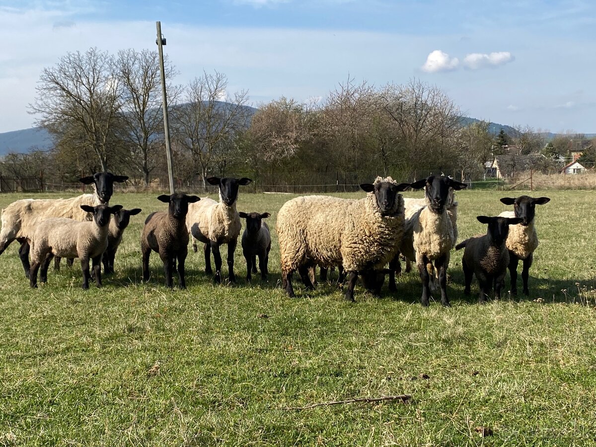 Baran suffolk