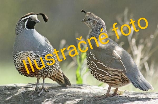 kúpim samicu kalifornskej prepelice