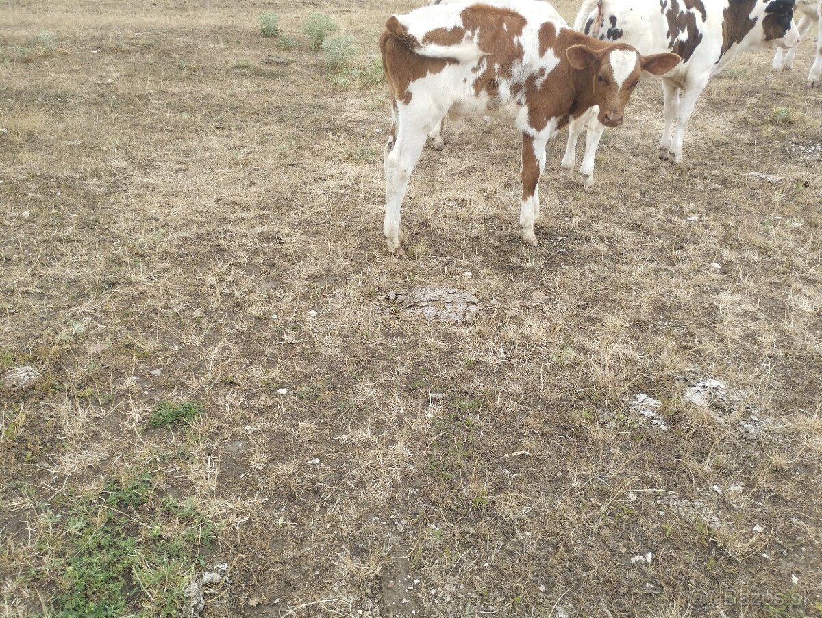Holstein býk