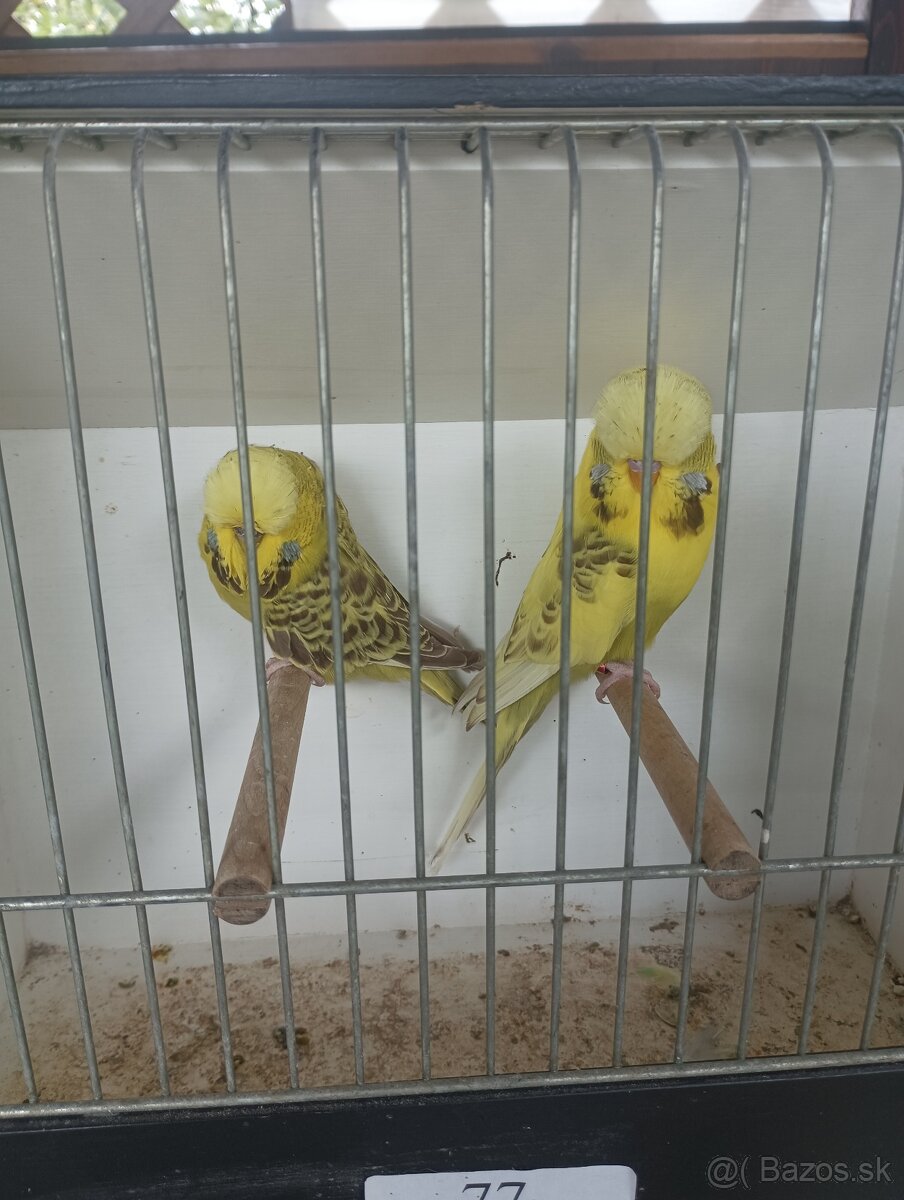 Výstavné andulky -predám.