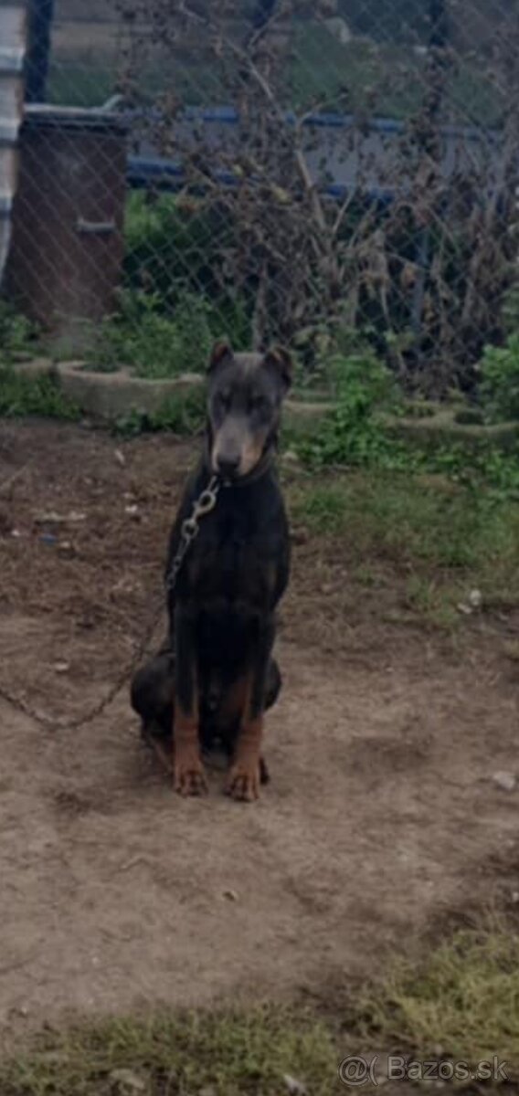 Doberman