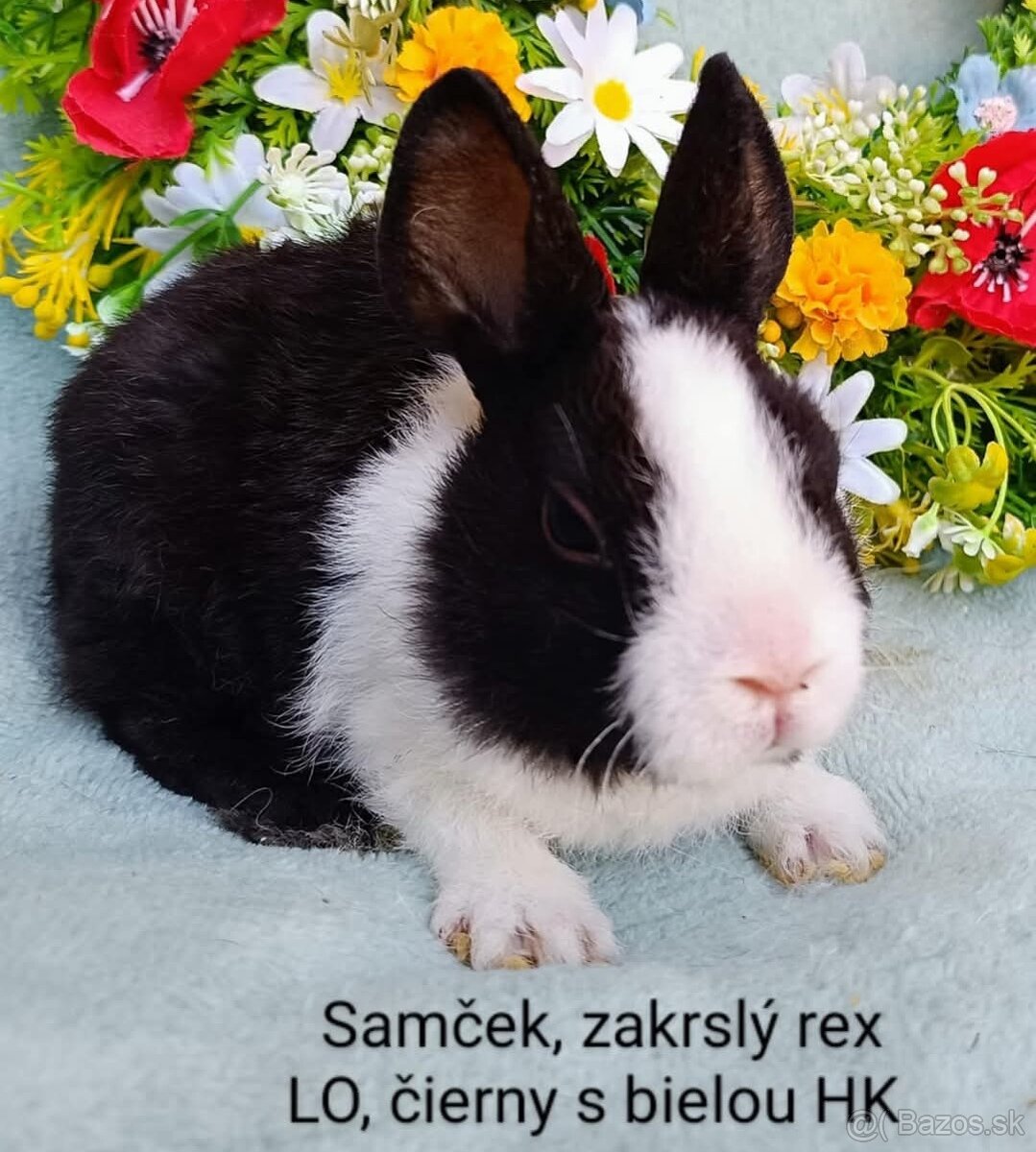 Zakrslé ( zdrobnené) rexy s VP samičky, samčekovia