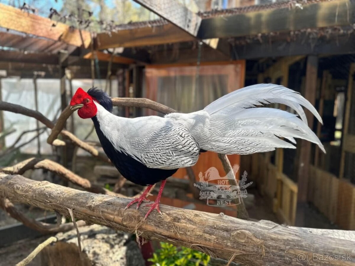 Na predaj Bažant strieborný