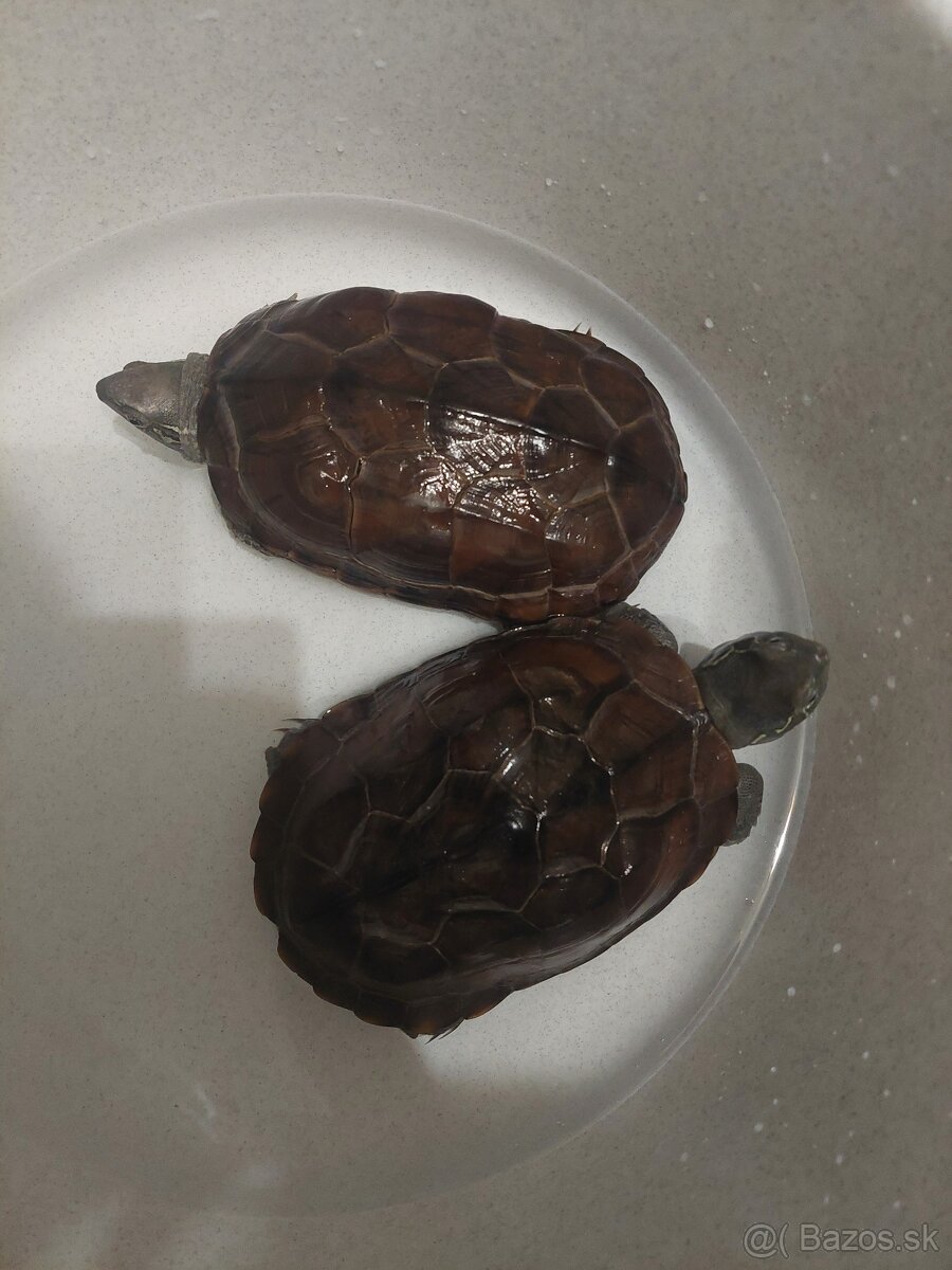 Predam 2 vodné korytnačky s filtrom