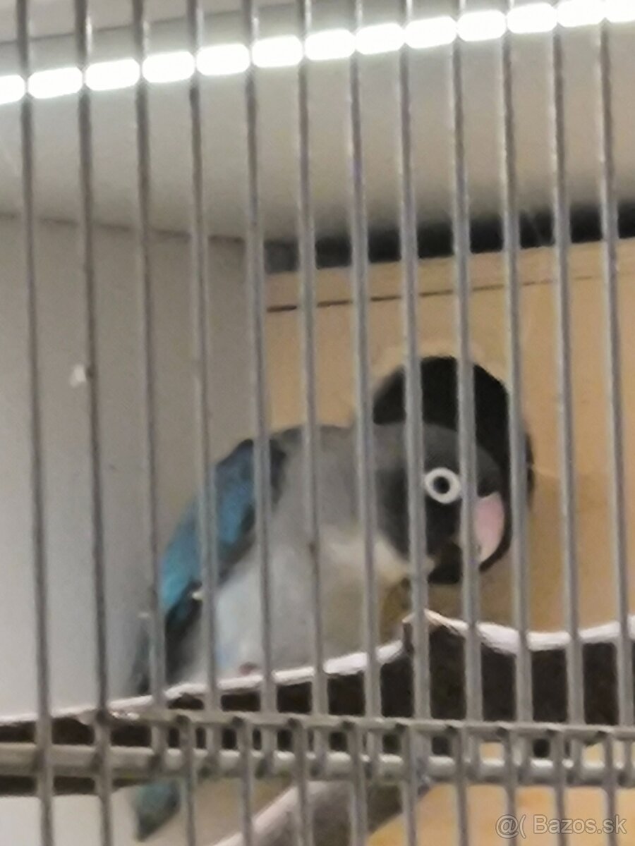 Agapornis Hnedohlavy