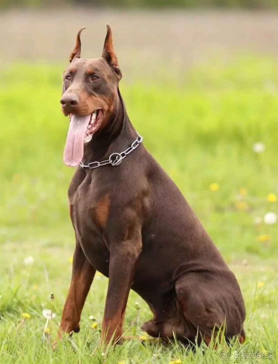 Doberman Krytie