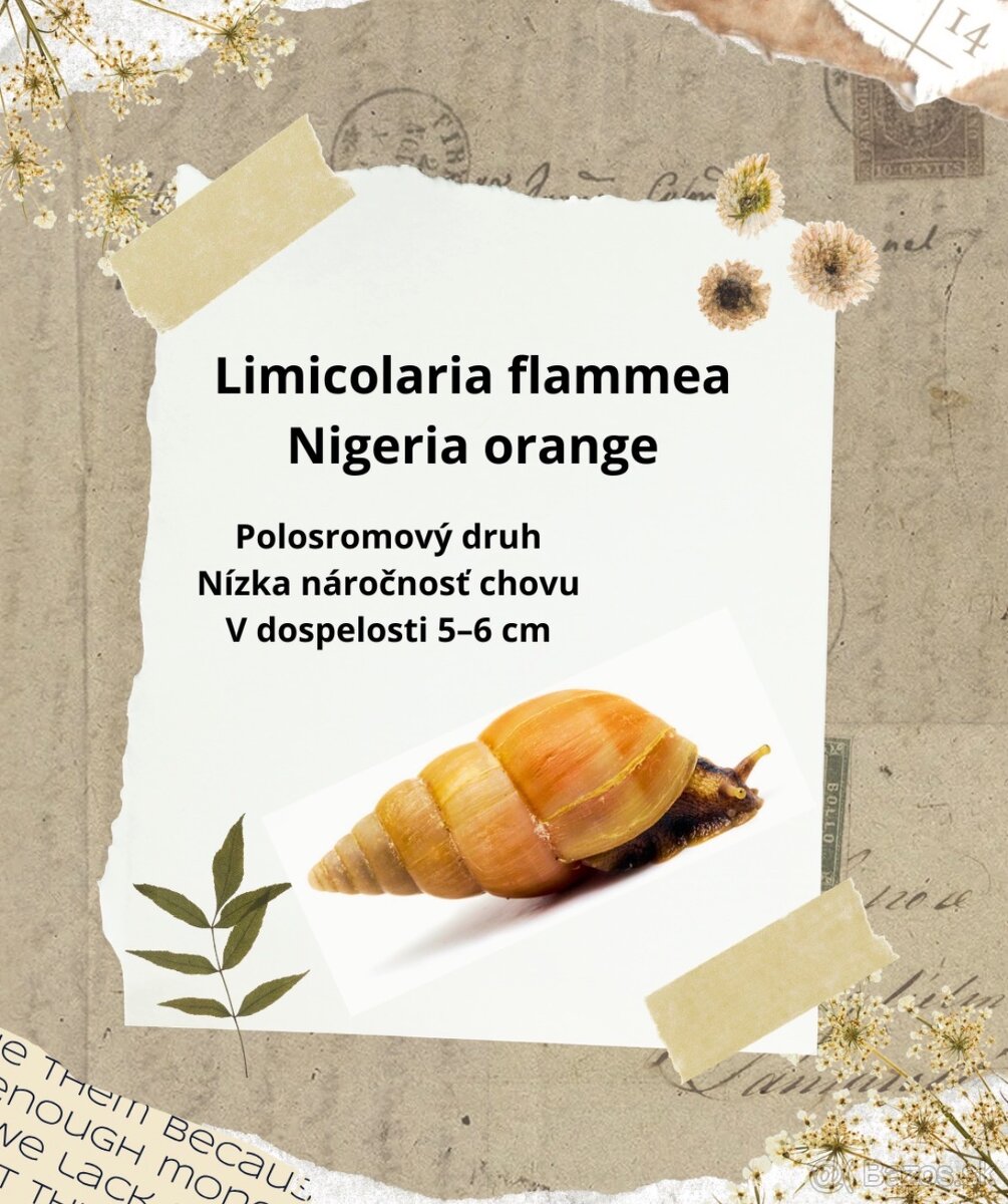 Africké slimáky