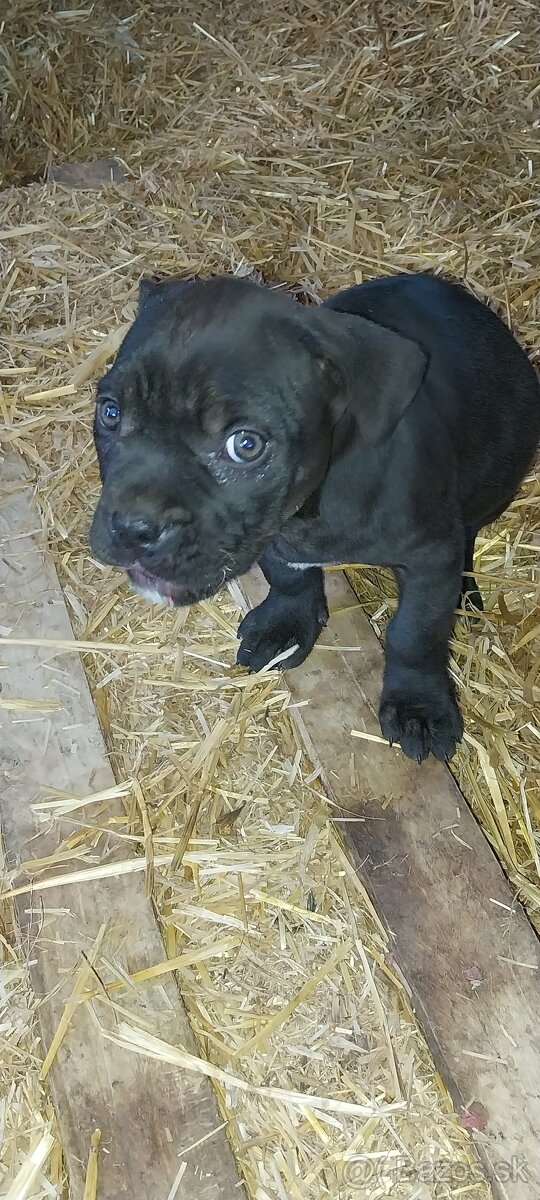 Bandog x