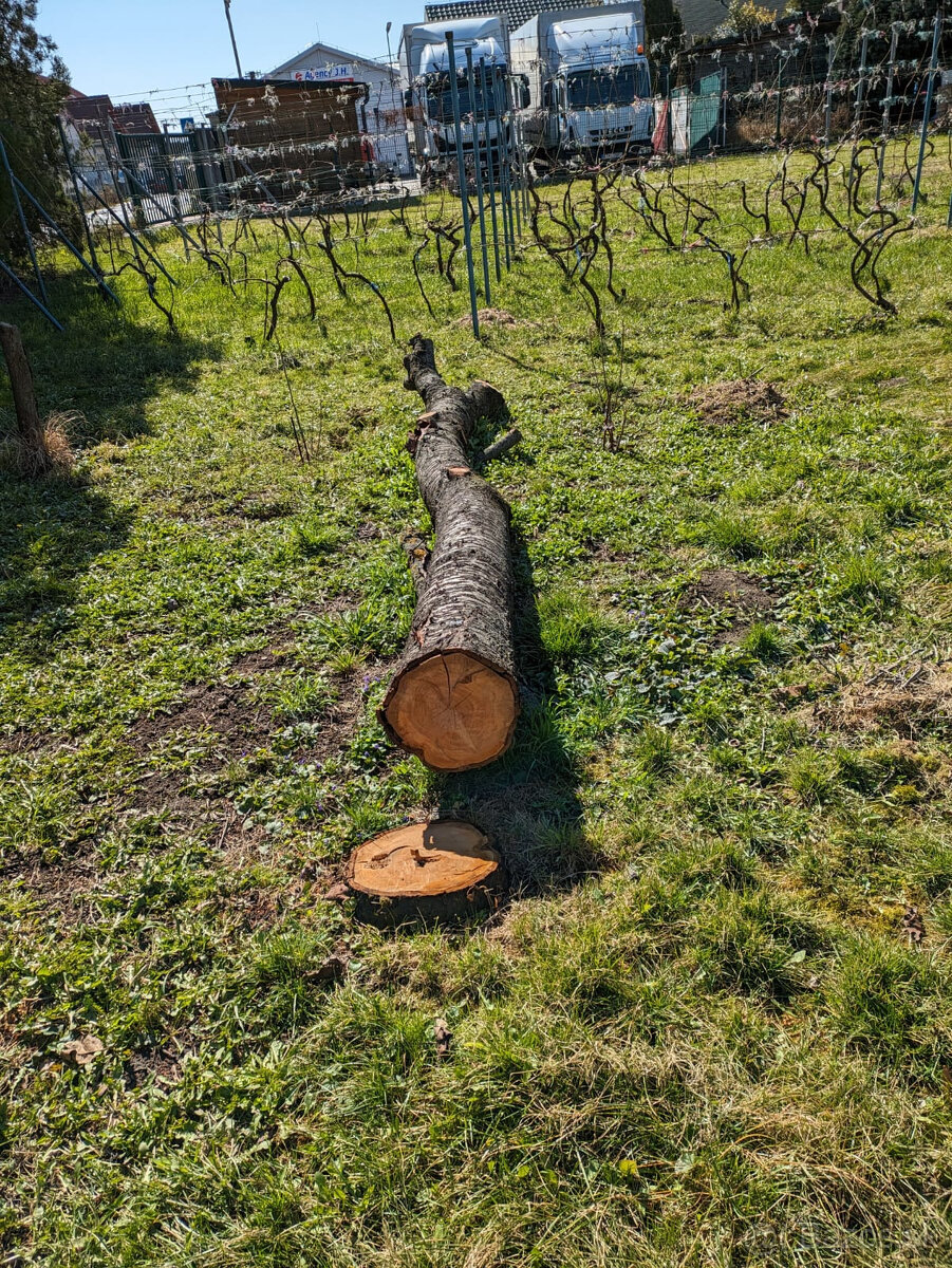 Kmeň čerešňe na predaj