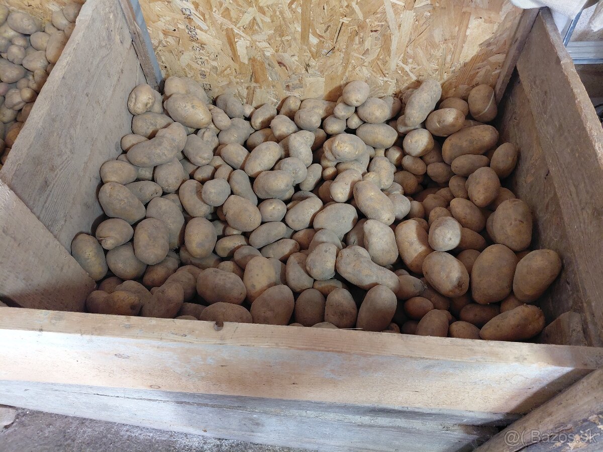 Predam zemiaky 0.5 €/kg
