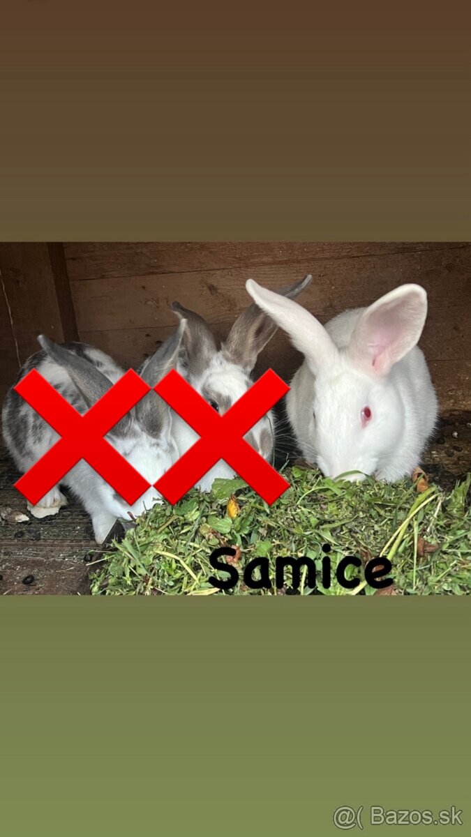 Predám mladé zdravé zajace