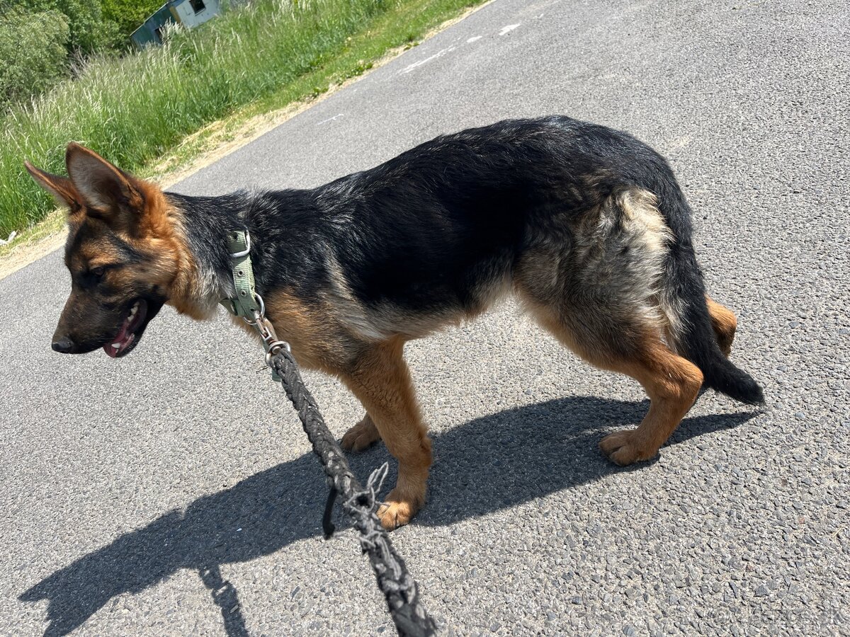 Nemecky ovčiak