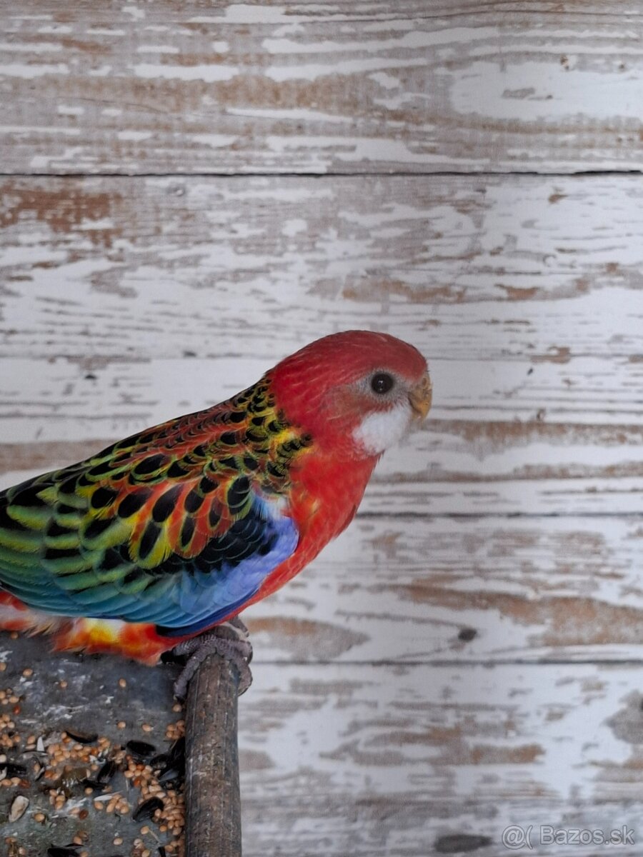 Rozela