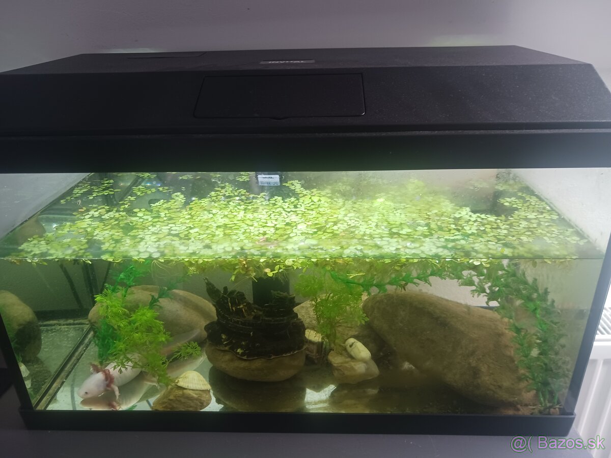 axolotl