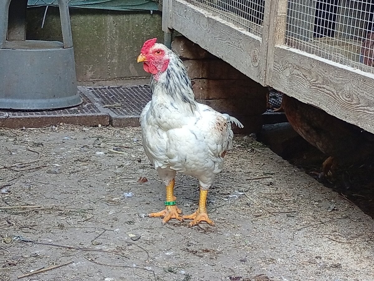 Indická bojovníčka