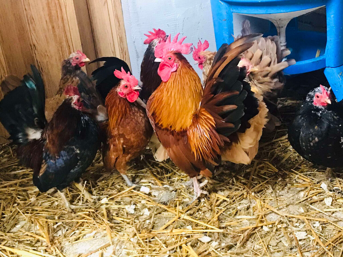 Ayam Serema-nasadove vajíčka