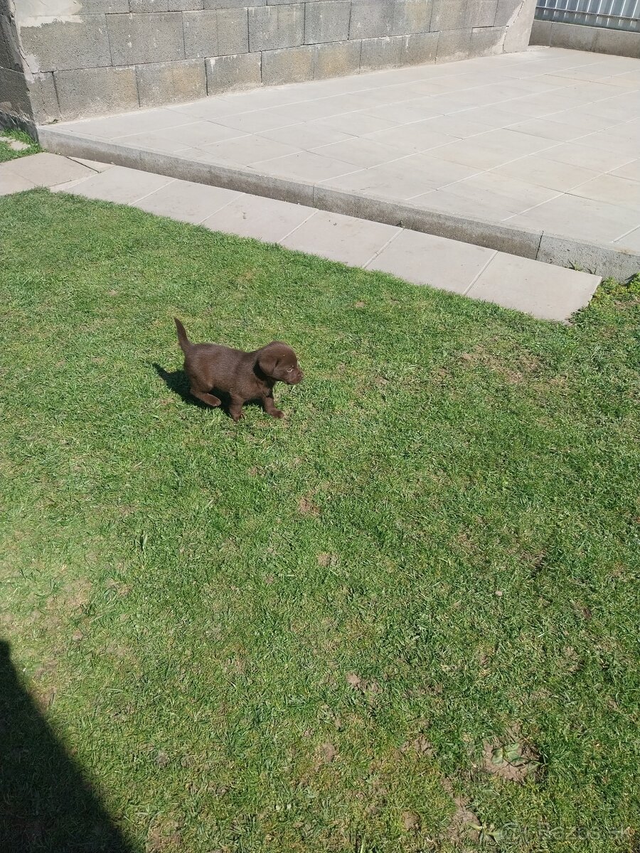 Predám šteniatka labradora