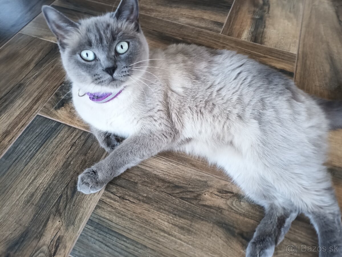 Britská mačka