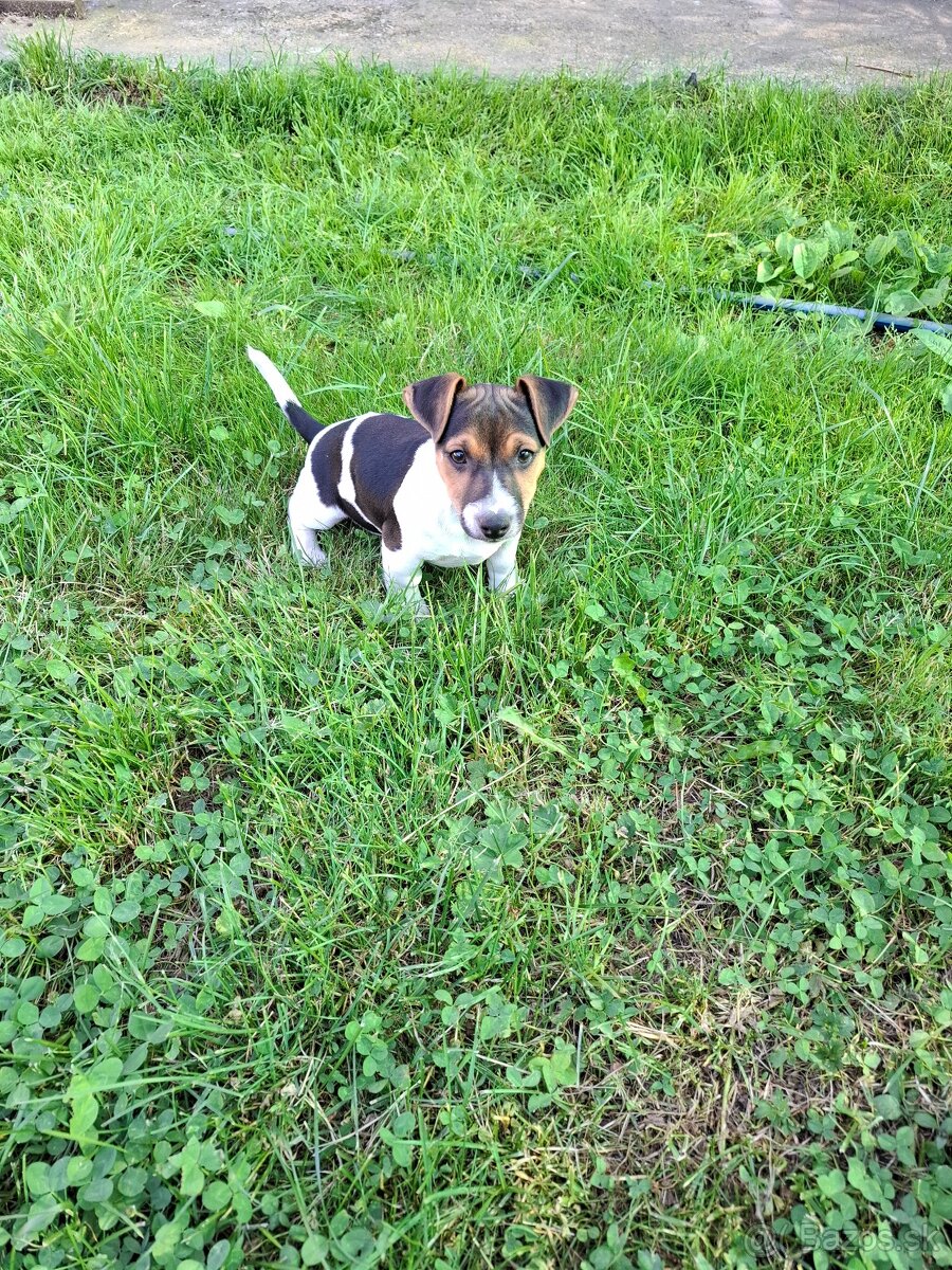 Jack russell terier.