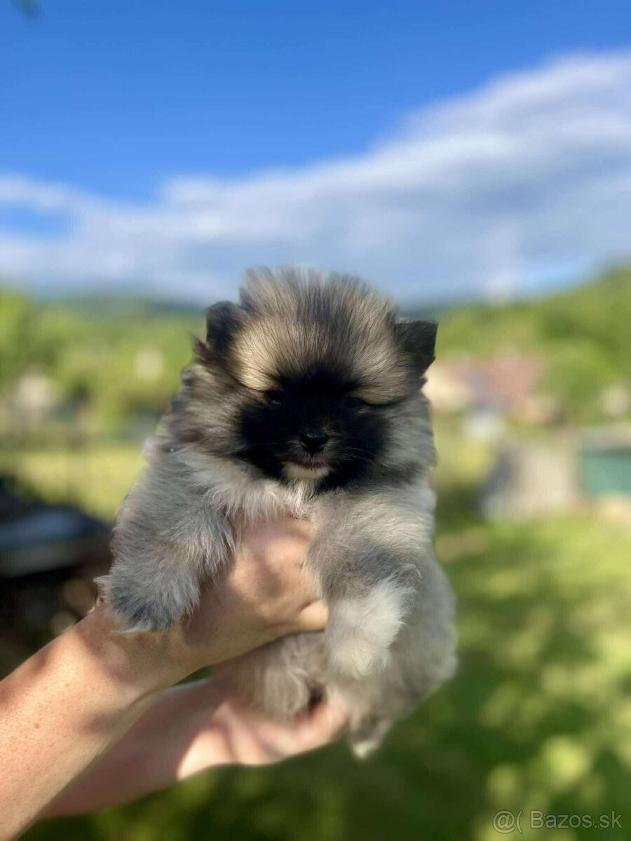 Špic trpasličí _pomeranian