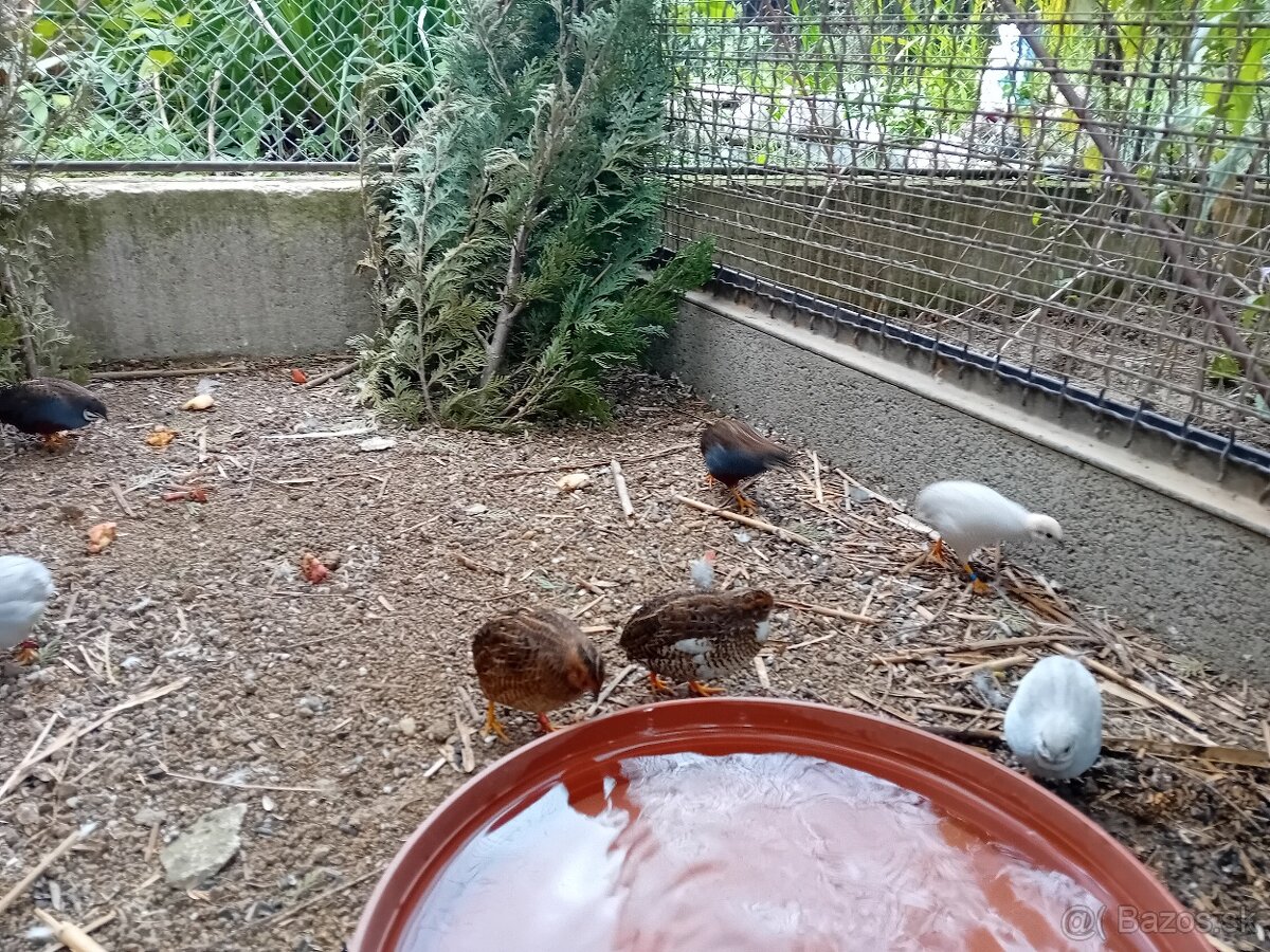 PREPELICA  ČÍNSKA