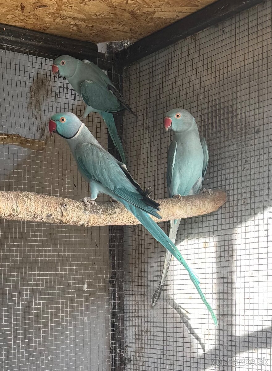 Alexander malý - pár