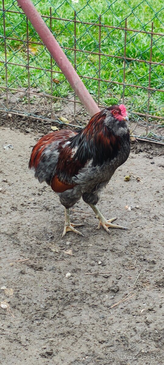 Kohúty araucana