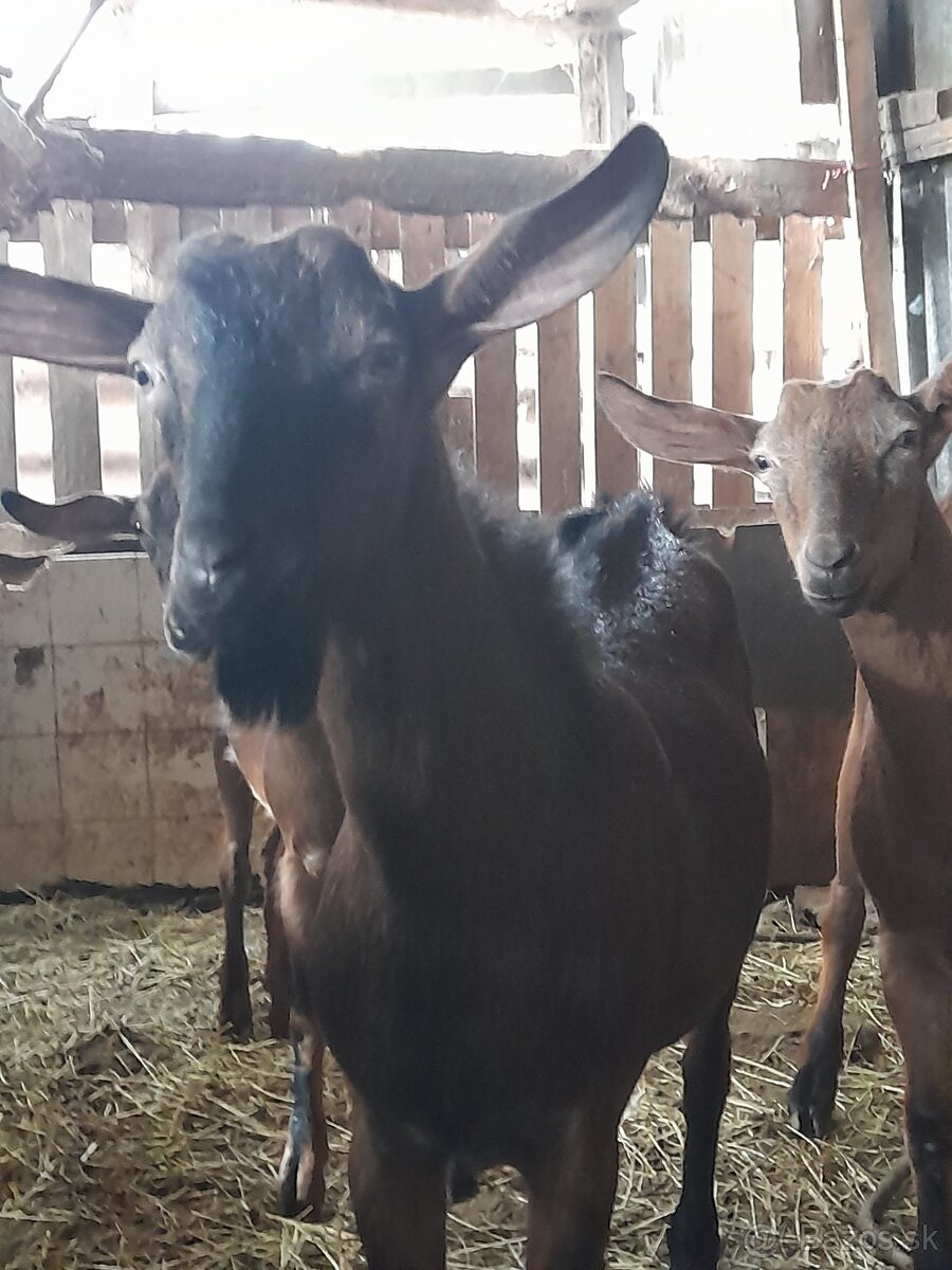Kozy na predaj