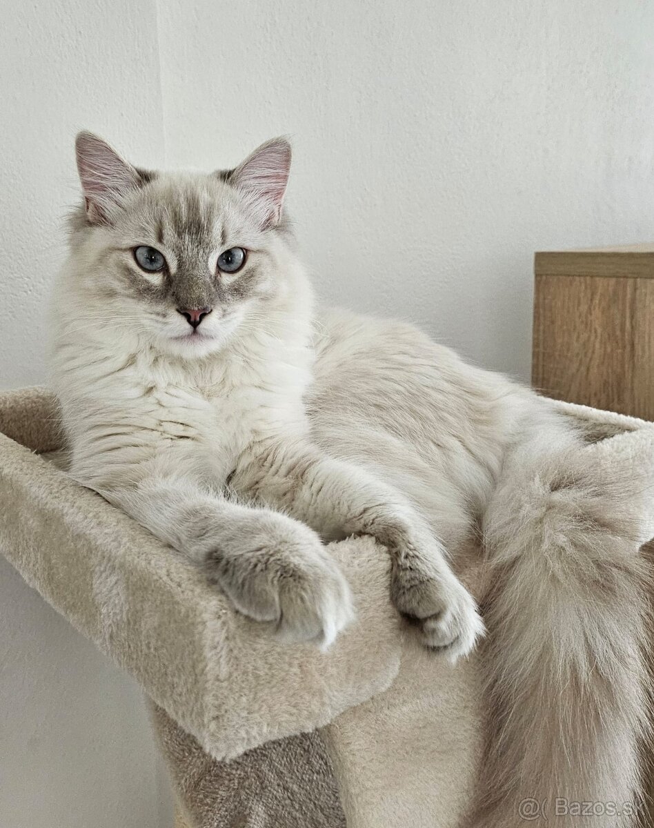 Ragdoll kocúrik
