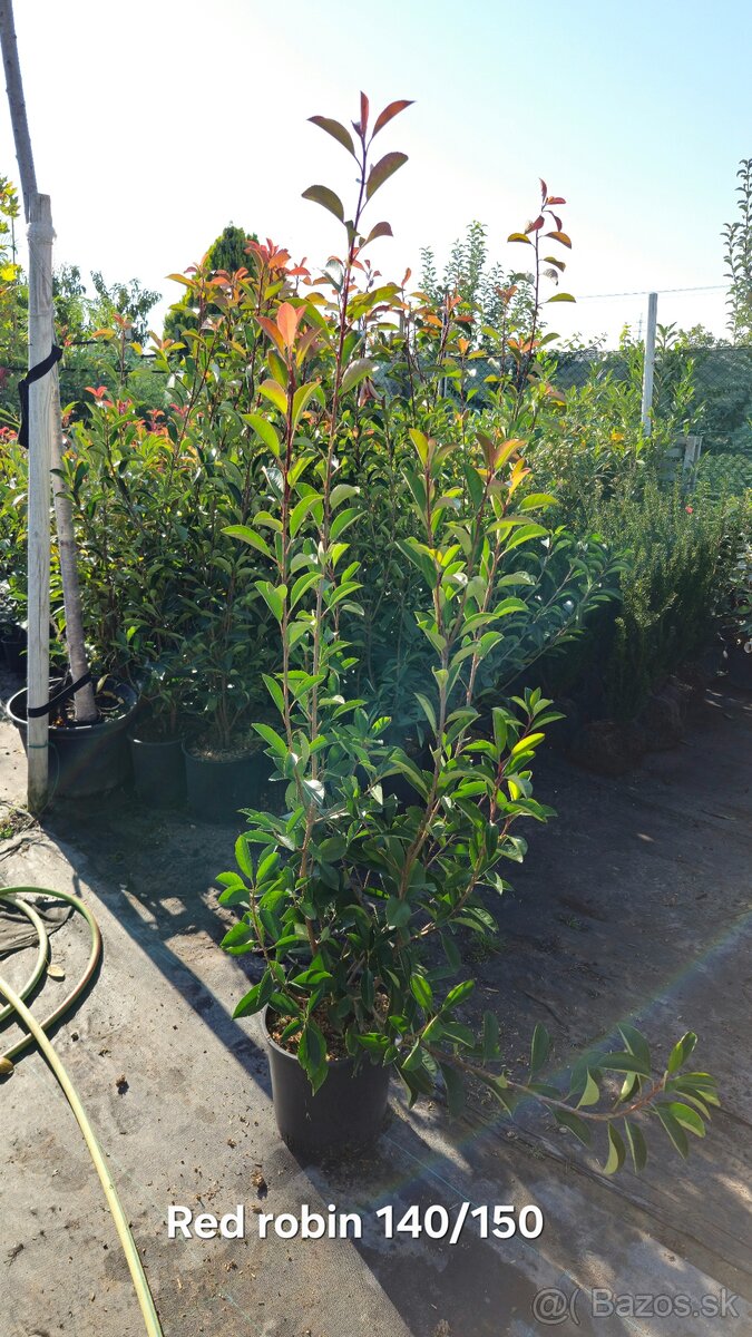 ČERVIENKA - Photinia
