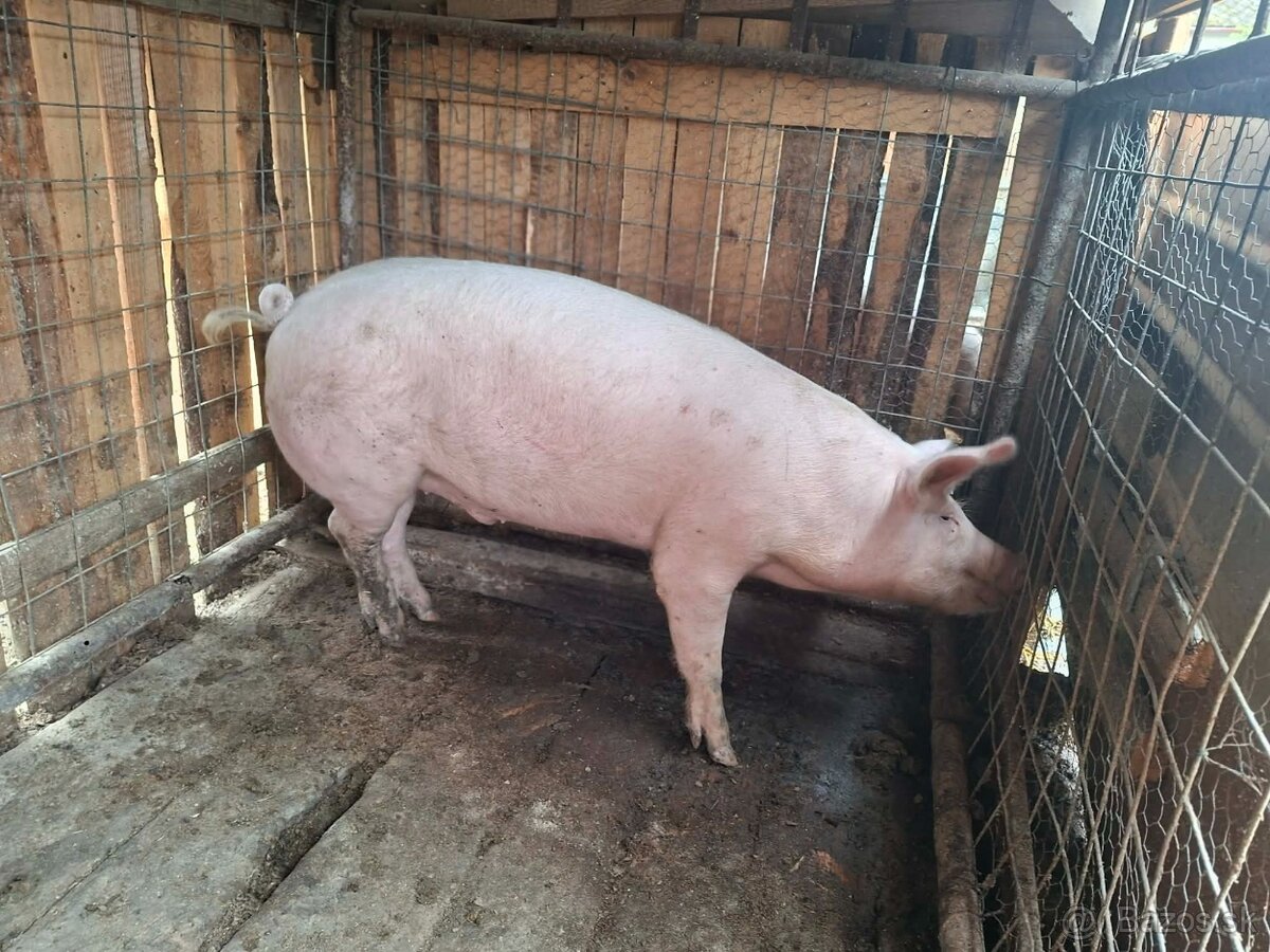 Predám ošipané