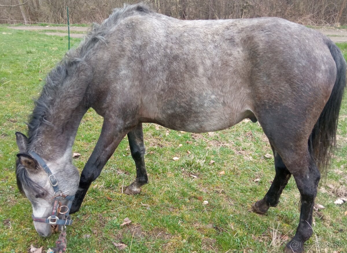 Predám čistého arabského koňa