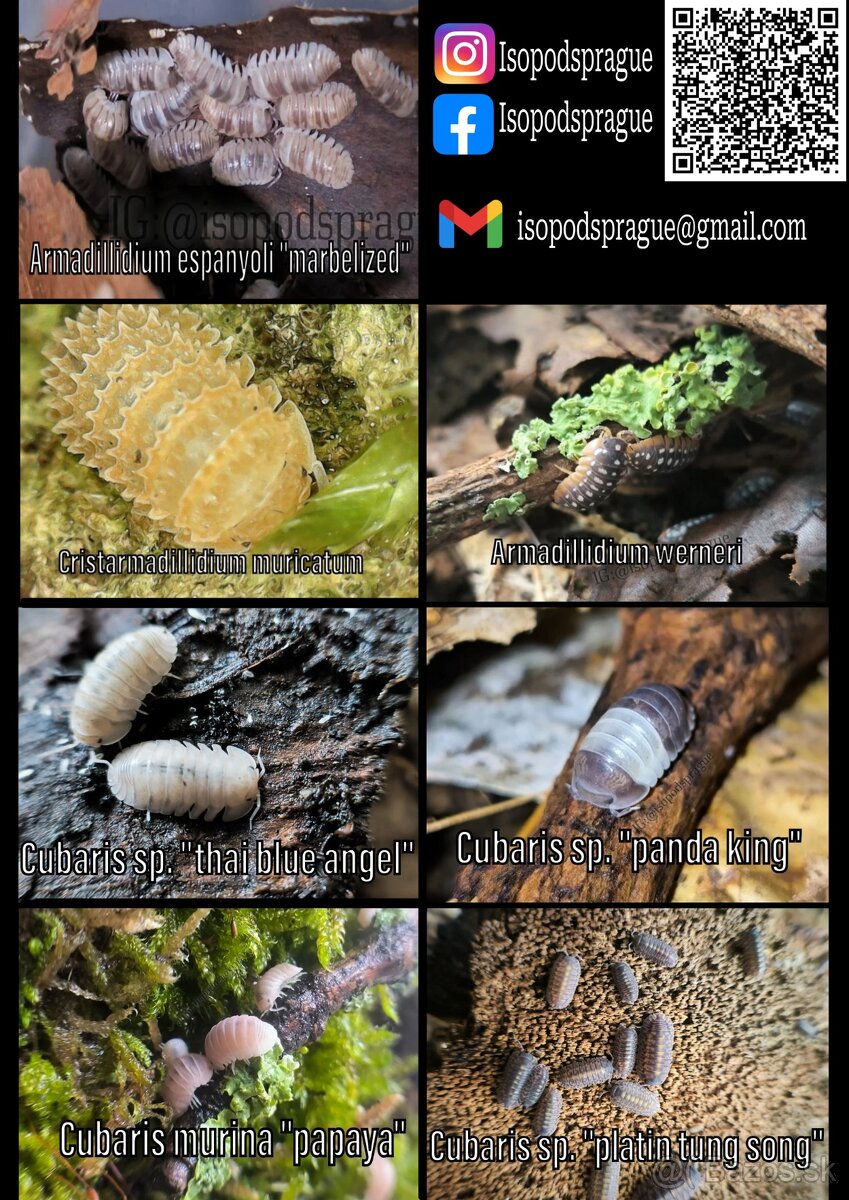 Isopody, rovnakonôžky