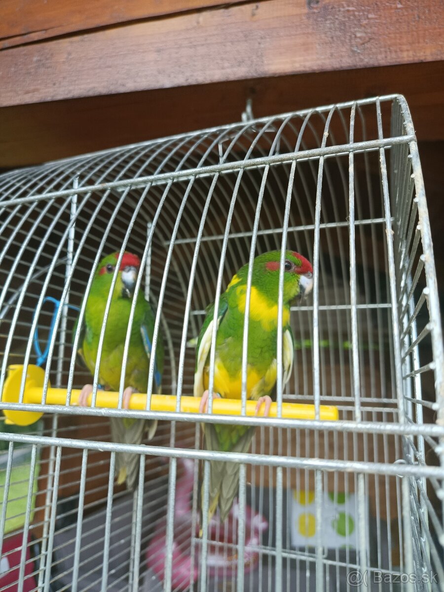 Kakarik