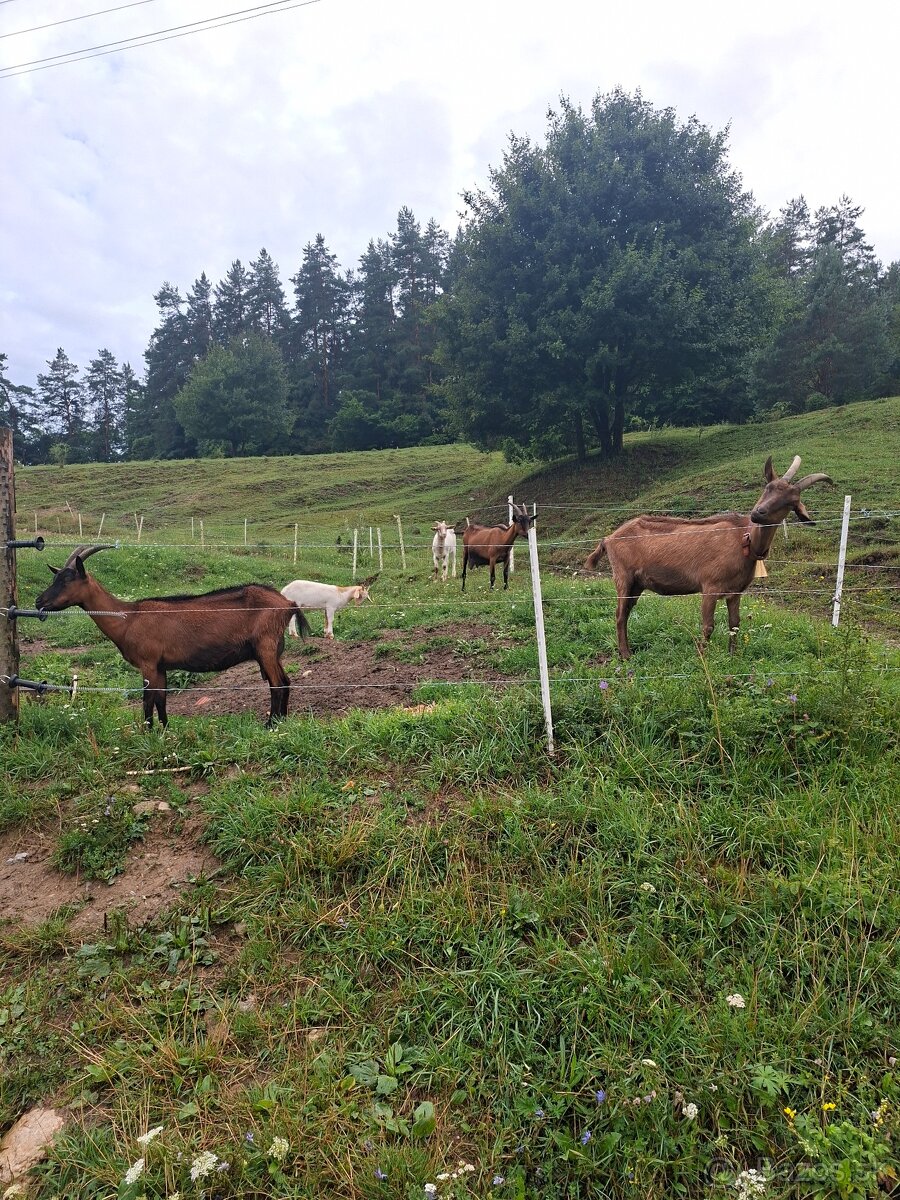 Miso