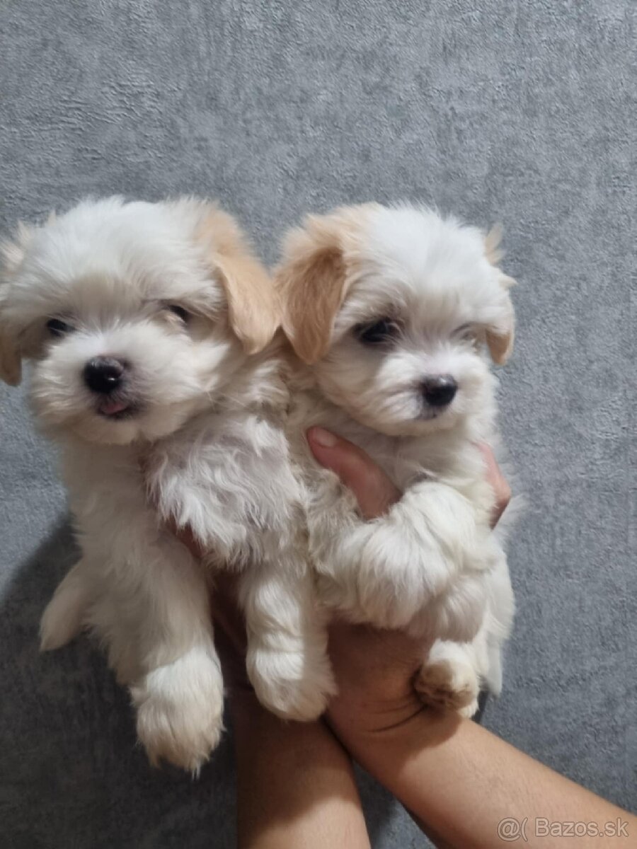 Maltipoo mini pudel