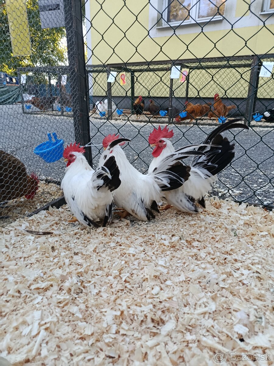 Predám japonky chabo