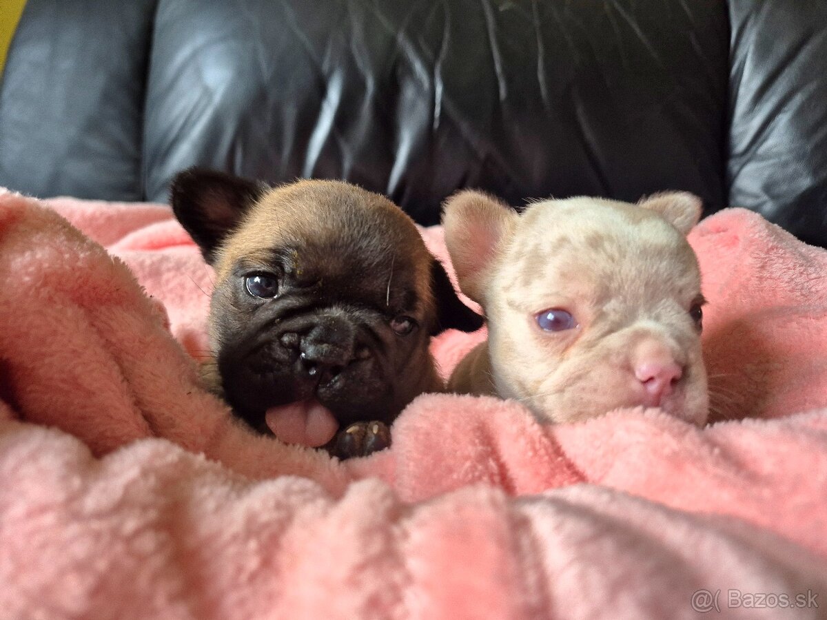 Francúzsky buldoček s PP