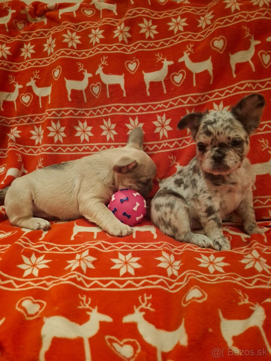 Francúzsky buldoček