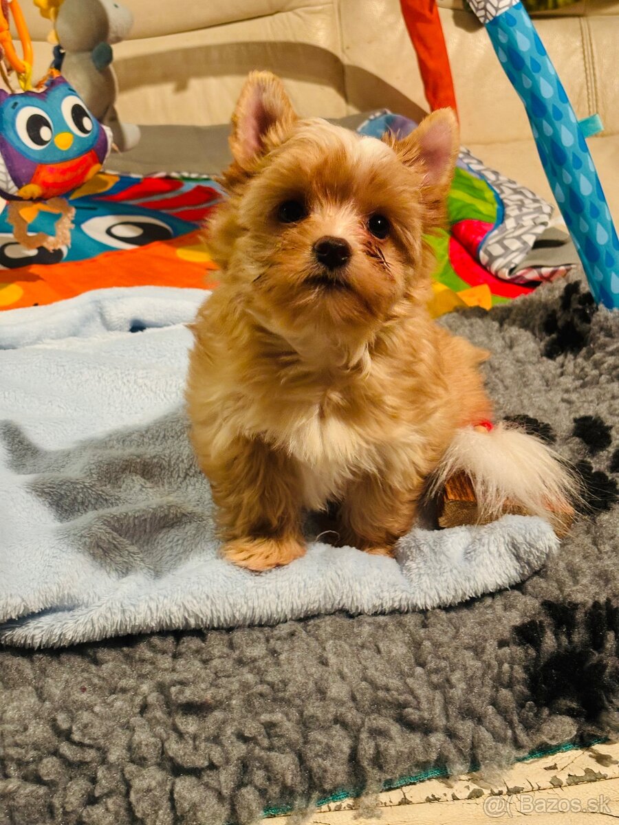 Golddust s PP, Yorkshire s PP