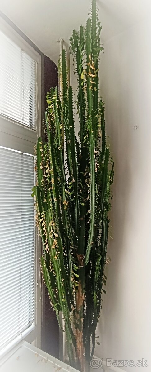 Euphorbia trigona AKTUÁLNE